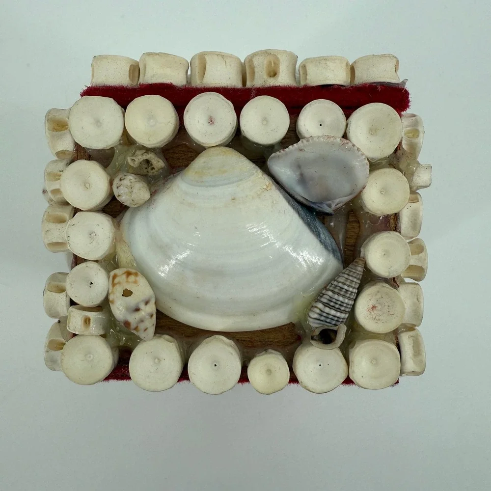 Vintage Seashell Trinket Box Shark Vertebrae Bone Rings Red Velvet Lined 3.5